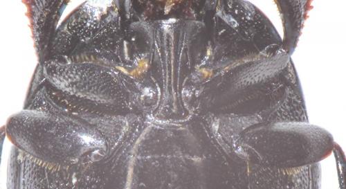 Réf. 194 461 : Saprinus planiusculus